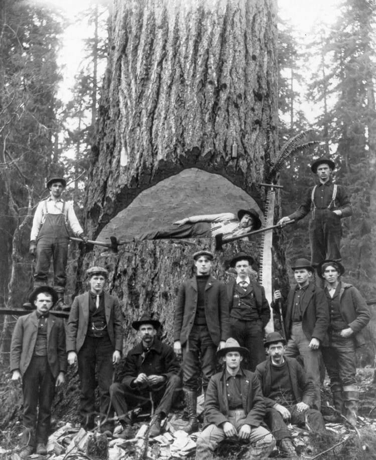 grumes chêne, bois d'oevure, charpente
